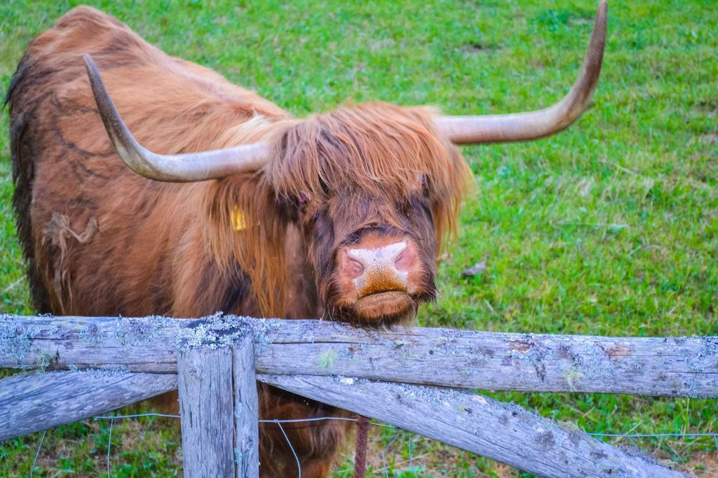 Camping & Glamping Jezersko Ex Cvet Gora Ngoại thất bức ảnh